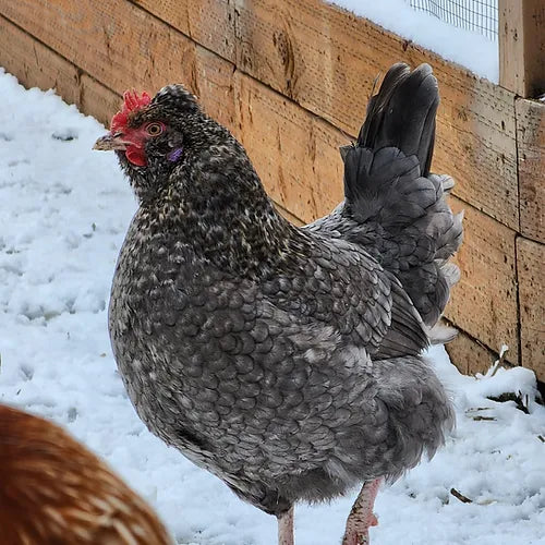 Blue Easter Eggers (Coop Ready)