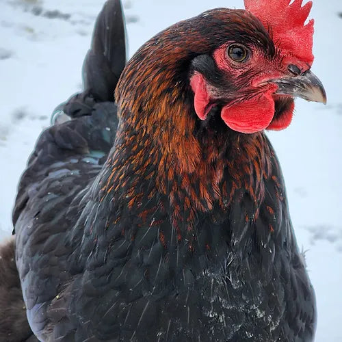 French Black Copper Marans (Coop Ready)