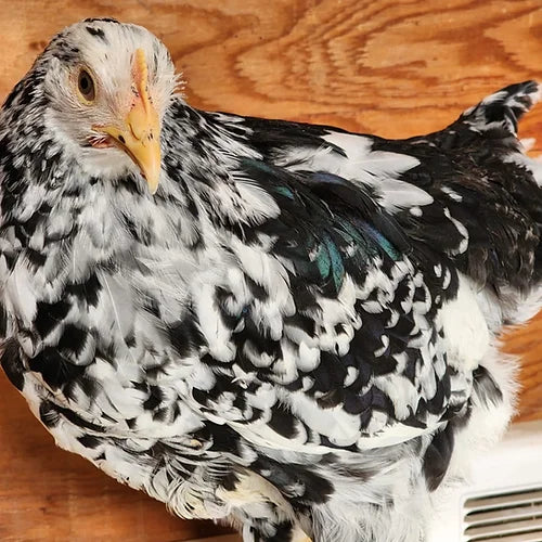 Pita Pinta Asturiana - Black (Coop Ready)