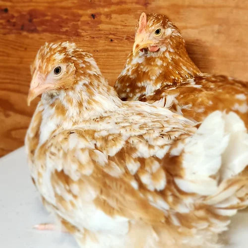 Pita Pinta Asturiana - Red (Coop Ready)
