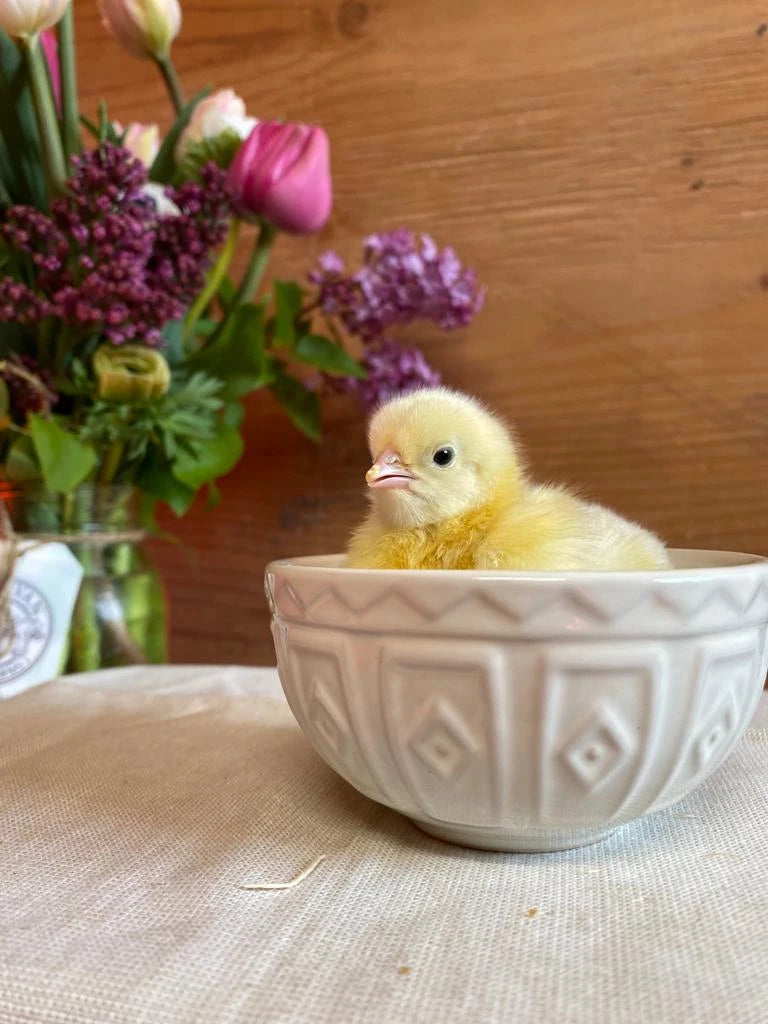 Chicks & Pullets