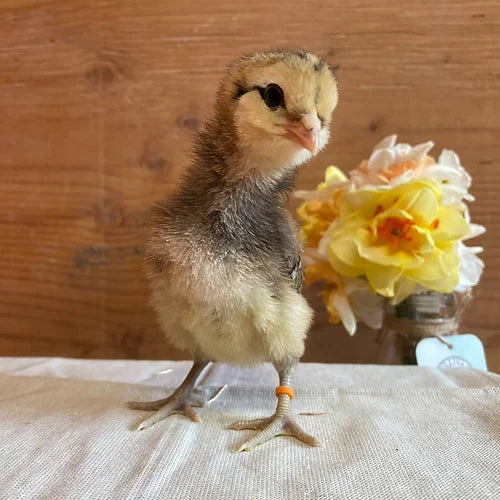 Cream Legbar (Day Old)