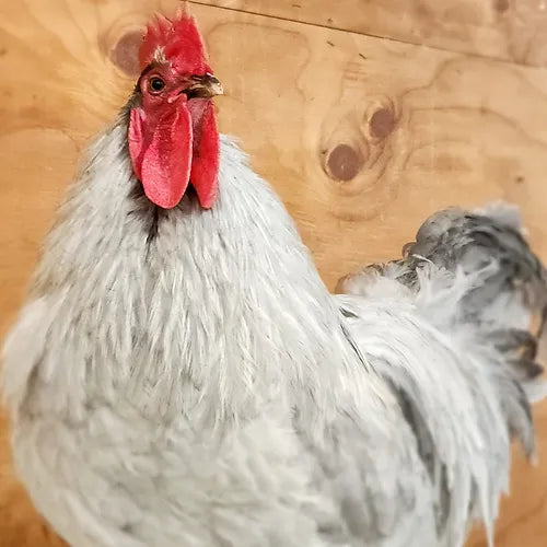 Lavender Orpington (Day Old)