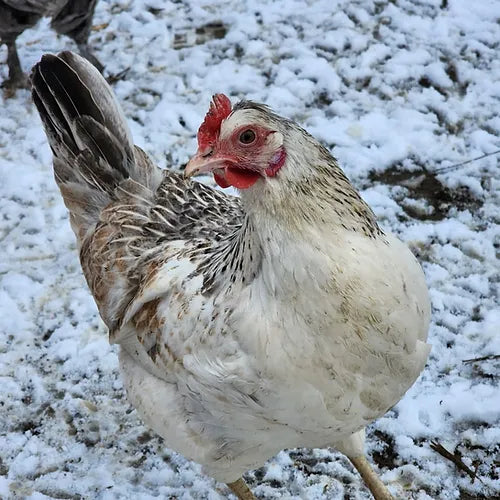 High Production Olive Eggers (Day Old)