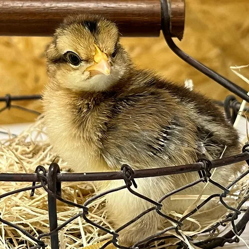 Cream Legbar (Day Old)
