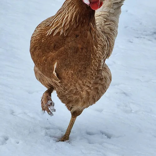 High Production Olive Eggers (Day Old)