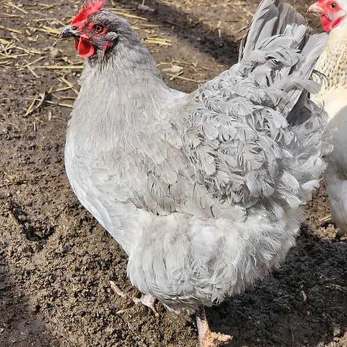 Lavender Orpington (Day Old)