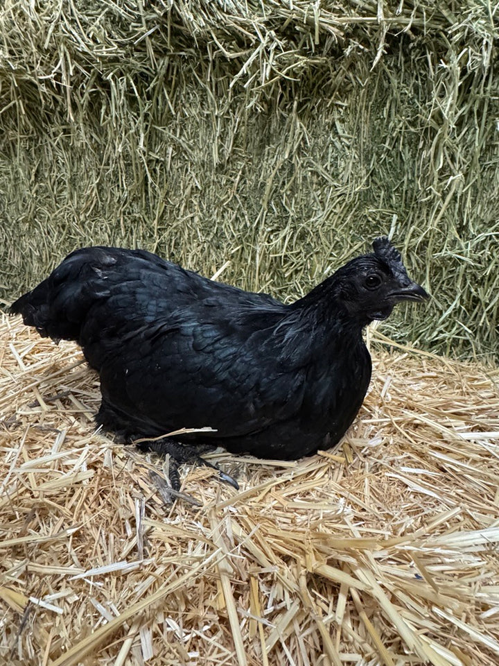 Ayam Cemani (Day Old)