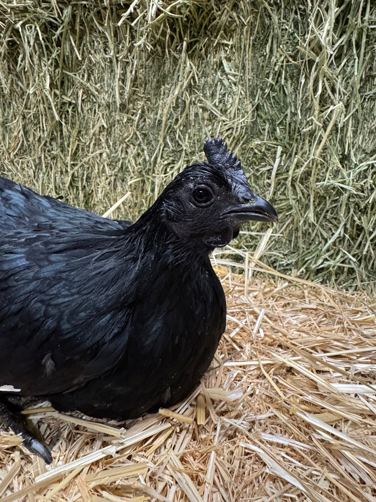 Ayam Cemani (Day Old)