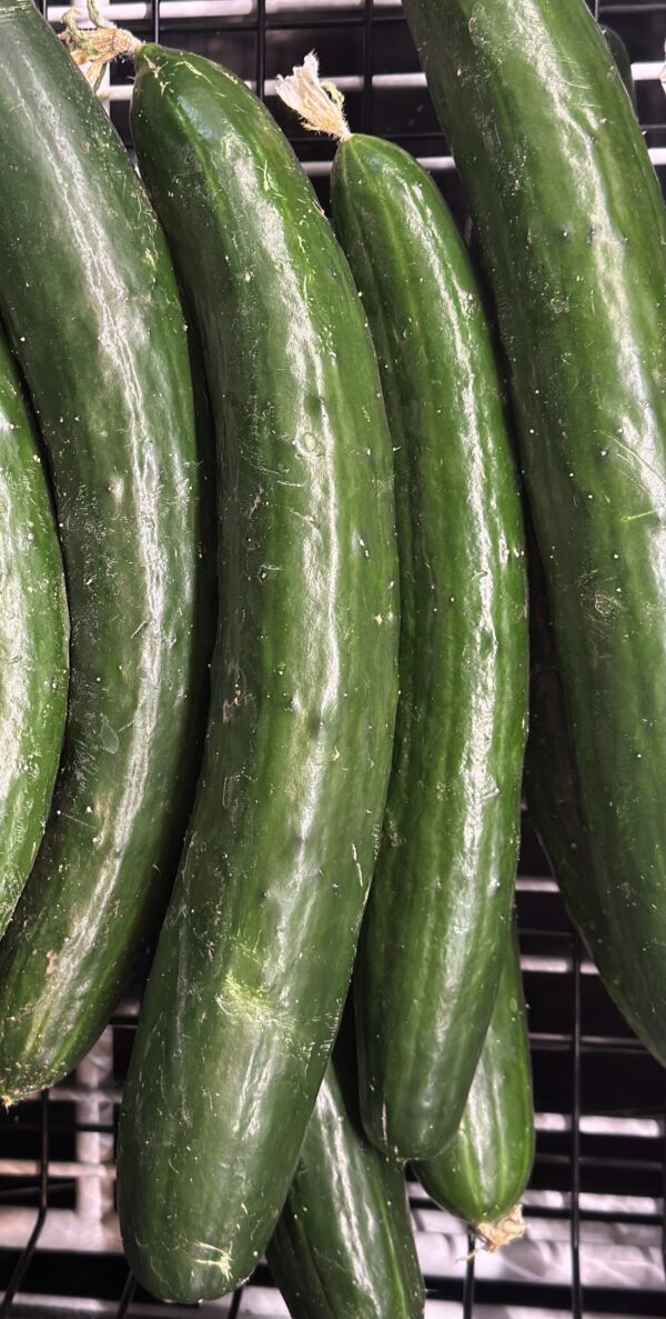 Greenhouse Long Cucumbers Casa Cano Farms