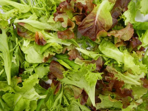 Lettuce Mix Casa Cano Farms