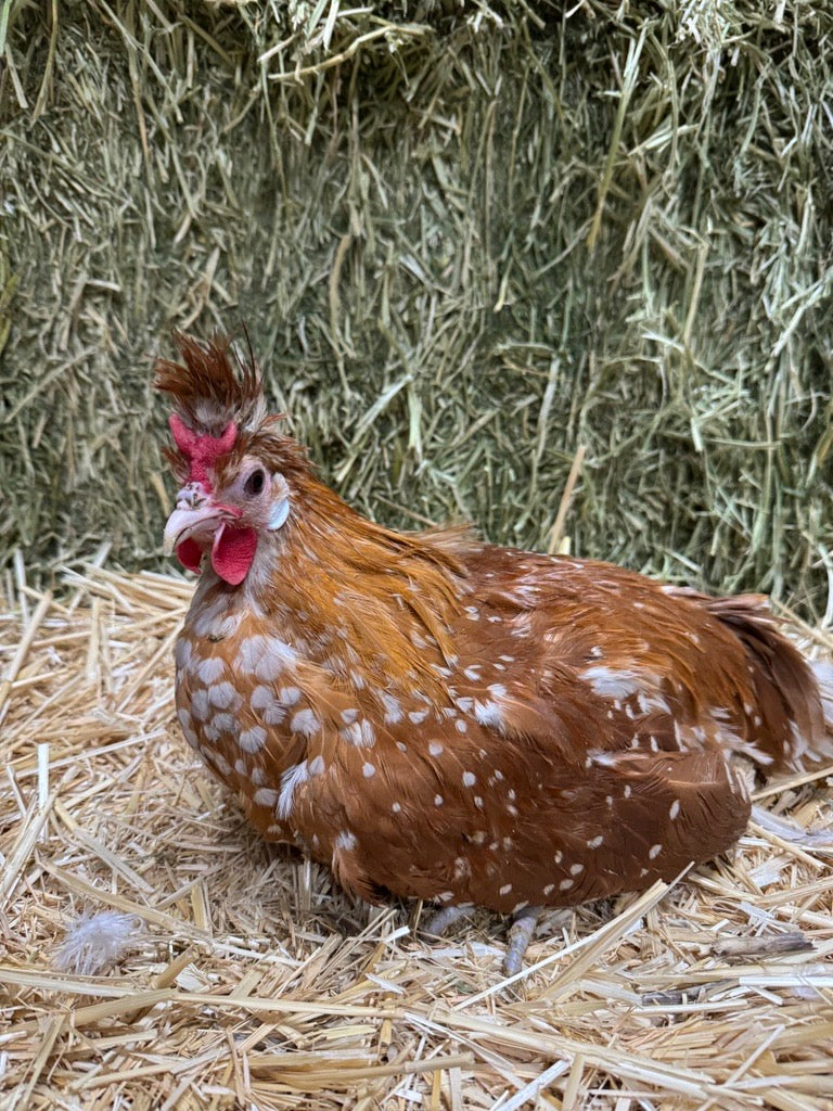 Appenzeller Spitzhauben – Chamois (Point of Lay)