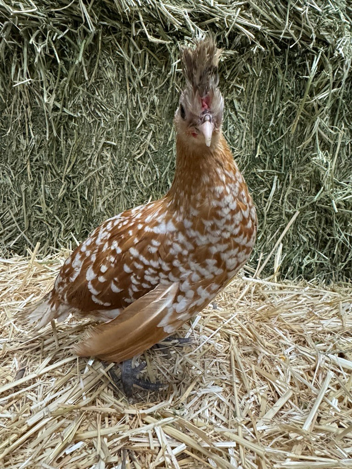 Appenzeller Spitzhauben – Chamois (Point of Lay)