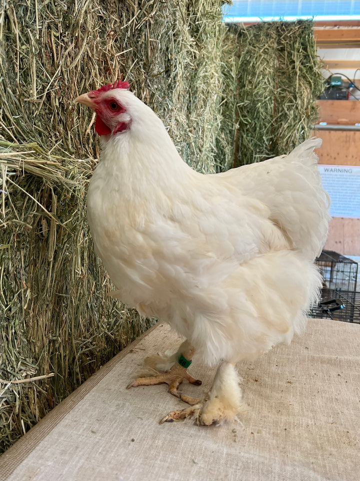 Cochin - White (Day Old)