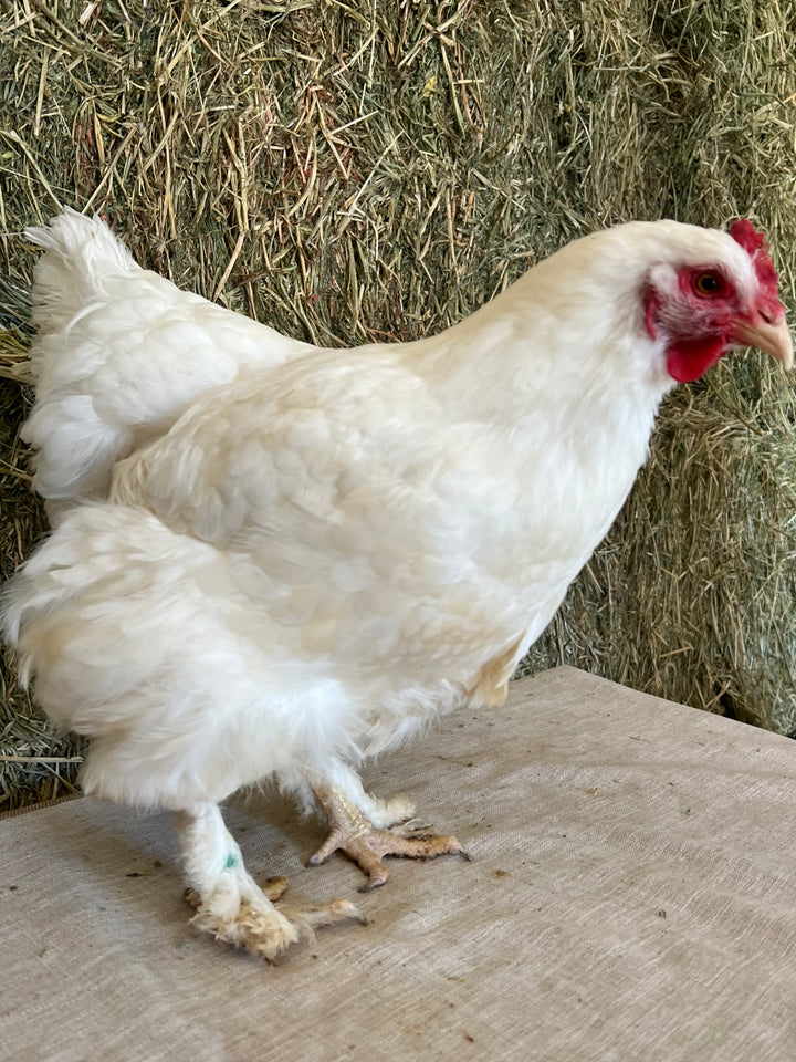 Cochin - White (Day Old)