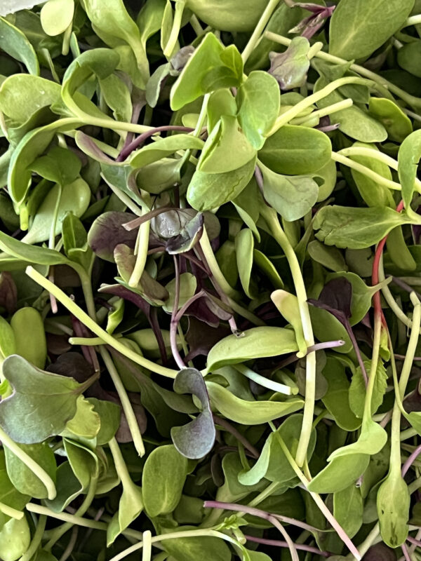 Sunflower Shoots Casa Cano Farms
