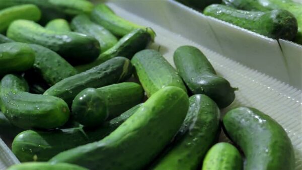 Sweet Snacking Cucumbers Casa Cano Farms